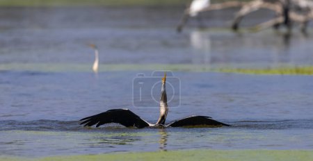Photo for Oriental darter (Anhinga melanogaster) or snake bird fishing in river. - Royalty Free Image