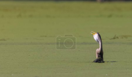 Téléchargez les photos : Dard d'Orient (Anhinga melanogaster) ou serpent oiseau pêchant dans la rivière. - en image libre de droit