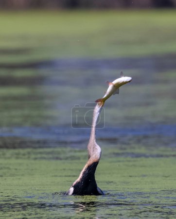 Photo for Oriental darter (Anhinga melanogaster) or snake bird fishing in river. - Royalty Free Image