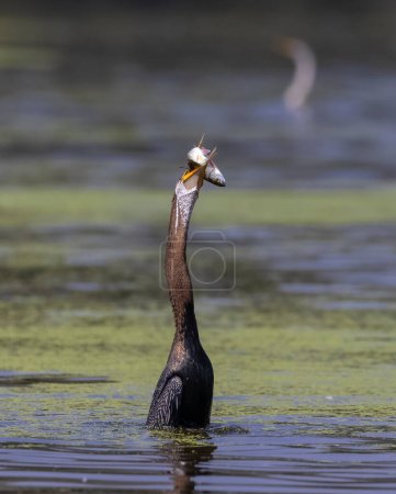 Darter oriental (Anhinga melanogaster) o ave serpiente pescando en el río.
