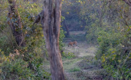 Téléchargez les photos : Tigre femelle (Panthera tigris) dans la forêt verte profonde de la réserve de tigres de Corbett. - en image libre de droit