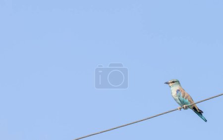 Photo for European Roller (Coracias garrulus) bird perching on electric wire. - Royalty Free Image