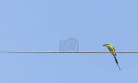 Foto de Abeja verde asiática (Merops orientalis) pájaro posado en alambre eléctrico mientras caza abejas melíferas. - Imagen libre de derechos