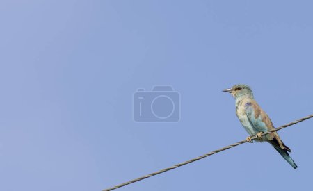 Photo for European Roller (Coracias garrulus) bird perching on electric wire. - Royalty Free Image