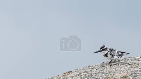 Photo for Pied Kingfisher (Ceryle rudis) bird perching on hills. - Royalty Free Image