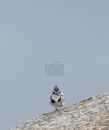 Photo for Pied Kingfisher (Ceryle rudis) bird perching on hills. - Royalty Free Image