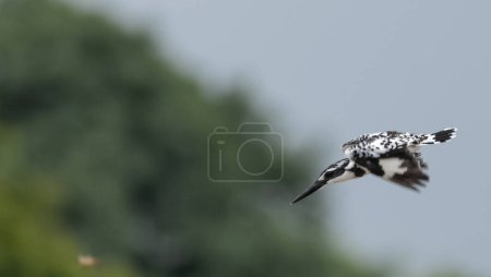 Téléchargez les photos : Pied Kingfisher (Ceryle rudis) oiseau en vol. - en image libre de droit