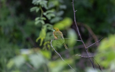 Foto de Abeja verde asiática (Merops orientalis) pájaro posado en rama de árbol. - Imagen libre de derechos