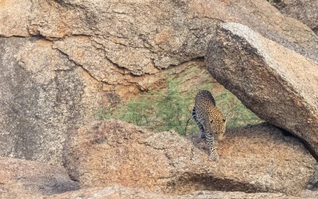 Leopard (Panthera pardus) steht auf den Hügeln von Aravalli. Selektiver Fokus auf Leopardengesicht.