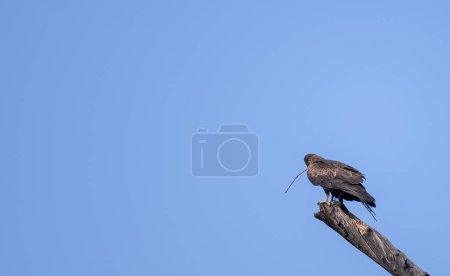 Téléchargez les photos : Aigle tacheté plus grand perché sur l'arbre sur le ciel bleu - en image libre de droit