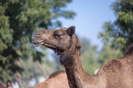 Téléchargez les photos : Troupeau de chameaux dans le désert du rajasthan. - en image libre de droit