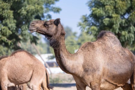 Téléchargez les photos : Troupeau de chameaux dans le désert du rajasthan. - en image libre de droit