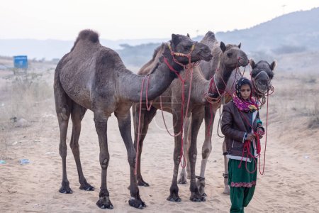 Photo for Portrait of an young Indian rajasthani woman in colorful traditional dress carrying camel at Pushkar Camel Fair ground during winter foggy morning in Pushkar, Rajasthan. - Royalty Free Image
