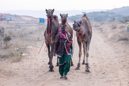 Portrait of an young Indian rajasthani woman in colorful traditional dress carrying camel at Pushkar Camel Fair ground during winter foggy morning in Pushkar, Rajasthan.