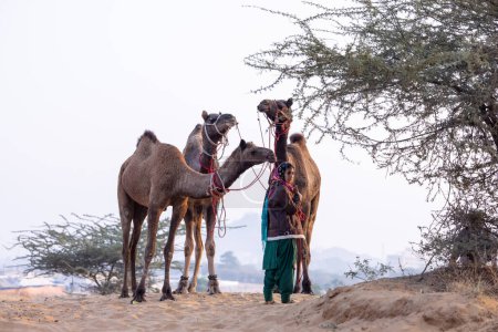 Retrato de una joven india rajasthani con colorido vestido tradicional llevando camello en Pushkar Camel Fair ground durante la mañana brumosa de invierno en Pushkar, Rajasthan.