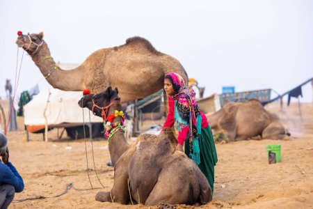 Portrait of an young Indian rajasthani woman in colorful traditional dress carrying camel at Pushkar Camel Fair ground during winter foggy morning in Pushkar, Rajasthan.