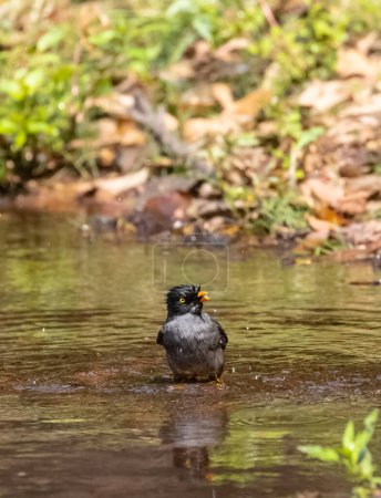 Photo for Jungle Myna (Acridotheres fuscus) bird bathing at the water body in rain forest. - Royalty Free Image