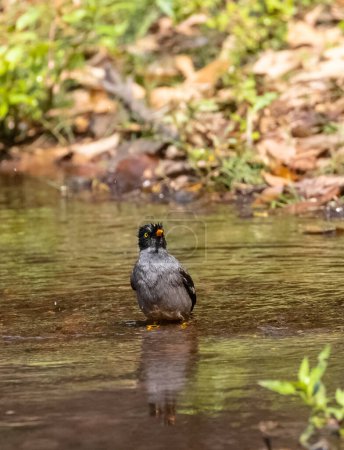Jungle Myna (Acridotheres fuscus) bird bathing at the water body in rain forest.