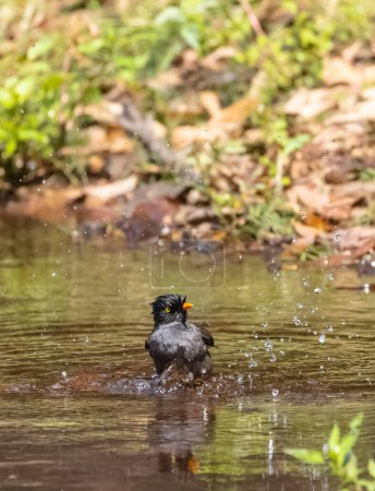 Selva Myna (Acridotheres fuscus) ave bañándose en el cuerpo de agua en la selva tropical.
