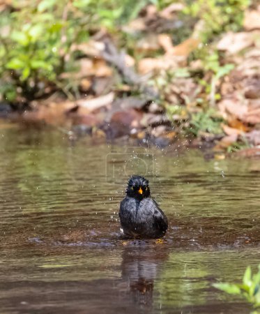 Téléchargez les photos : Jungle Myna (Acridotheres fuscus) oiseau se baignant dans le plan d'eau dans la forêt tropicale. - en image libre de droit