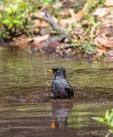 Jungle Myna (Acridotheres fuscus) bird bathing at the water body in rain forest. 