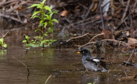 Selva Myna (Acridotheres fuscus) ave bañándose en el cuerpo de agua en la selva tropical.