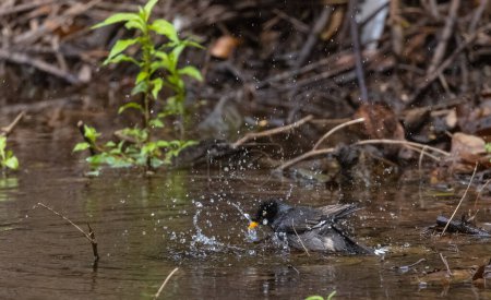 Téléchargez les photos : Jungle Myna (Acridotheres fuscus) oiseau se baignant dans le plan d'eau dans la forêt tropicale. - en image libre de droit