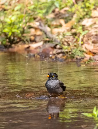 Selva Myna (Acridotheres fuscus) ave bañándose en el cuerpo de agua en la selva tropical. 