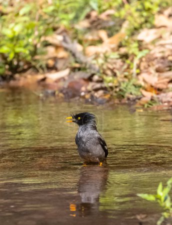 Selva Myna (Acridotheres fuscus) ave bañándose en el cuerpo de agua en la selva tropical. 