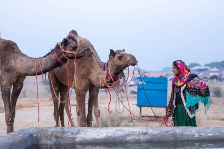 Photo for Pushkar, Rajasthan, India - November 24 2023: Portrait of an young Indian rajasthani woman in colorful traditional dress carrying camel at Pushkar Camel Fair ground during winter morning. - Royalty Free Image