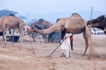 Téléchargez les photos : Pushkar, Rajasthan, Inde - 24 novembre 2023 : Portrait de chameaux et de vieux mâles avec châle de laine sur son corps nettoyant les excréments de chameaux du sol lors de la foire aux chameaux de pushkar. - en image libre de droit