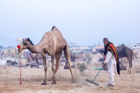 Téléchargez les photos : Pushkar, Rajasthan, Inde - 24 novembre 2023 : Portrait de chameaux et de vieux mâles avec châle de laine sur son corps nettoyant les excréments de chameaux du sol lors de la foire aux chameaux de pushkar. - en image libre de droit