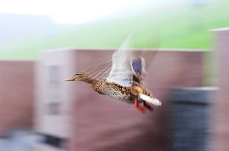 Foto de Vuelo marrón borroso pato salvaje en la ciudad. Pato en un movimiento de vuelo. - Imagen libre de derechos