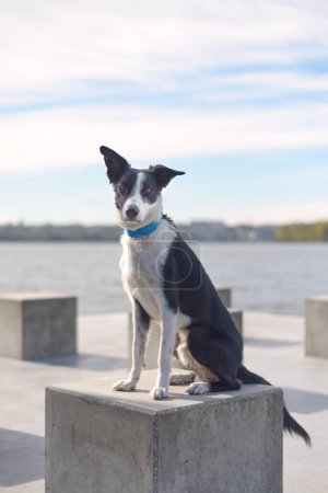 Téléchargez les photos : Noir et blanc Border collie chien assis sur le fond de l'eau - en image libre de droit