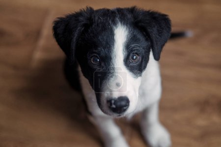 Téléchargez les photos : Petit chiot chien noir et blanc bordure collie avec des yeux brillants couché sur le sol à la maison - en image libre de droit