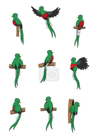 Zeichentrickvektorillustration von Quetzal