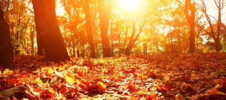Foto de Hermoso fondo de otoño con hojas amarillas y rojas. - Imagen libre de derechos