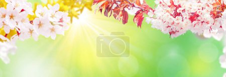 Photo for Spring banner background with copy space. - Royalty Free Image