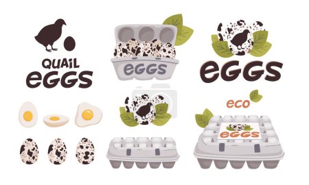 Set of vector quail eggs in different forms, whole, raw, boiled, fried and in carton boxes. Organic farm product, eco food. Cooking ingredient. Flat style vector illustration