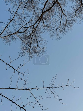 Foto de Look up view of branches with bright clean blue sky - Imagen libre de derechos