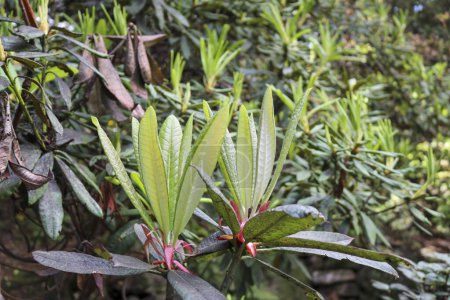 Nuevo crecimiento fresco de primavera de Pieris japonica.