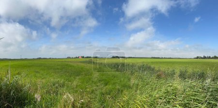 Foto de Panorama de tierras de cultivo con vacas alrededor de Hitzum en Frisia los Países Bajos - Imagen libre de derechos