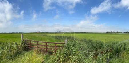 Téléchargez les photos : Panorama des terres agricoles avec des vaches autour de Hitzum en Frise aux Pays-Bas - en image libre de droit