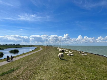 Téléchargez les photos : Moutons sur une digue de mer autour de Molkwerum en Frise aux Pays-Bas - en image libre de droit