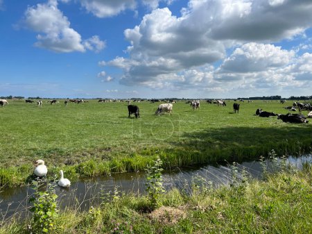 Photo for Cows in the meadow around Jannum, Friesland the Netherlands - Royalty Free Image