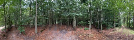 Téléchargez les photos : Panorama de la forêt d'automne dans la forêt autour de Vilsteren à Overijssel aux Pays-Bas - en image libre de droit