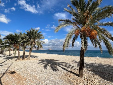 Photo for Palmtrees on the beach of Altea in Spain - Royalty Free Image