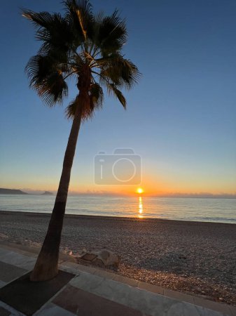 Photo for Palmtree with sunrise on the beach in Albir Spain - Royalty Free Image