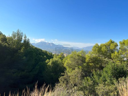 Photo for Forest at Parque Natural Serra Gelada around Albir in Spain - Royalty Free Image