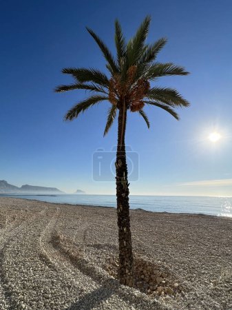 Photo for Palmtree in the morning on the beach of Altea in Spain - Royalty Free Image